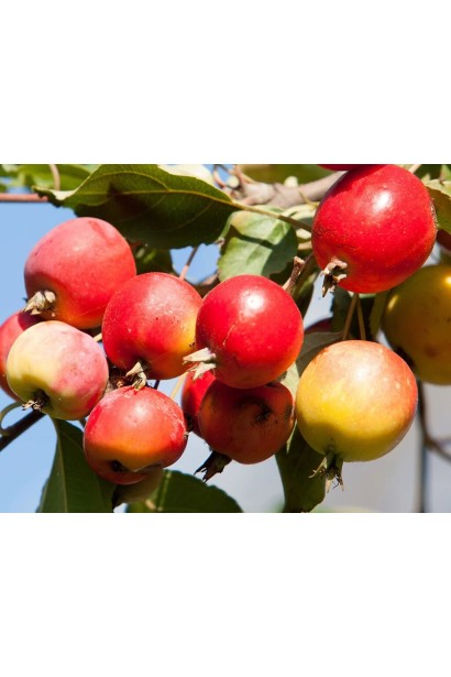 Яблуня червонолиста райська плоди